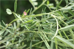Indigofera parviflora